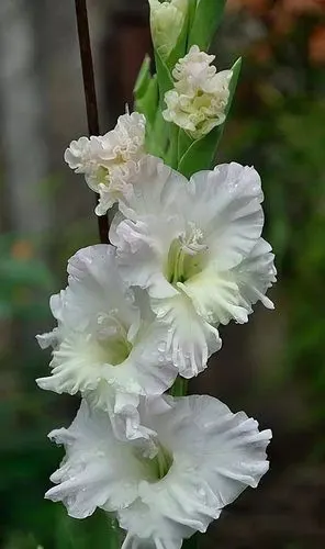 美丽高雅的剑兰花