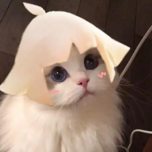 光遇可爱头像 猫猫接头头像均为自制 猫咪原图vb:吴kiwi是一只布偶
