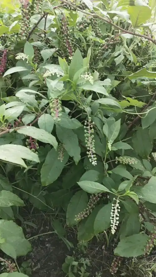 抗暑大作战#草参