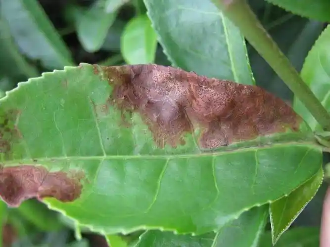 茶树得了茶云纹叶枯病都有哪些方面的变化