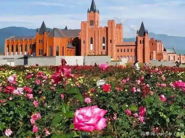 月季名园:四川绵竹玫瑰谷月季园 - 月季网