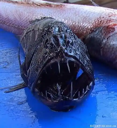 百斤大米鱼议价2.5万台币 盘点世界各类奇异恐怖的怪鱼(组图)【37】_