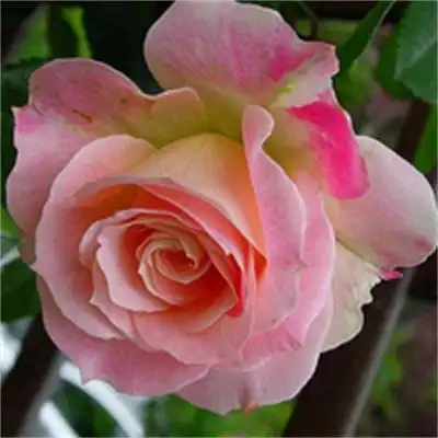 美丽娇艳玫瑰花个性头像图片