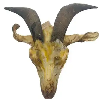 农家黑山羊头整个带皮生羊肉新鲜整只羊头羊脑袋羊脑3斤3斤