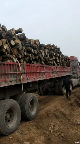 大量收购本地杂木荷木