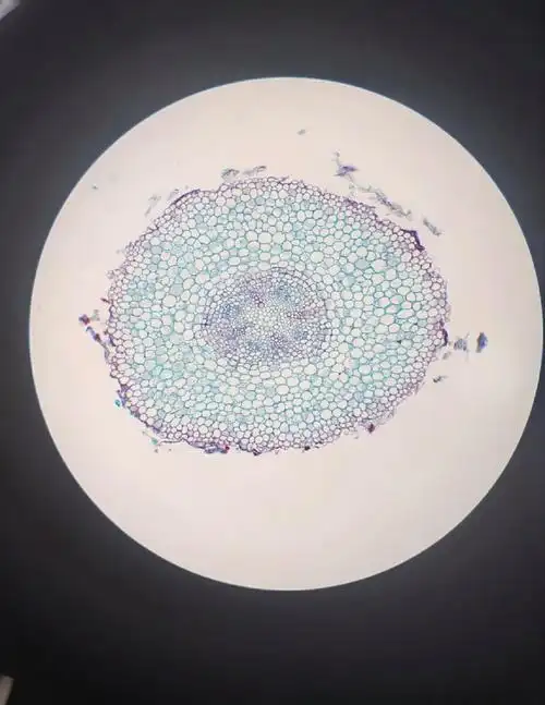 细胞没看出个所以然光想起来歌词了ps:p1蚕豆幼根横切,p3玉米根横切