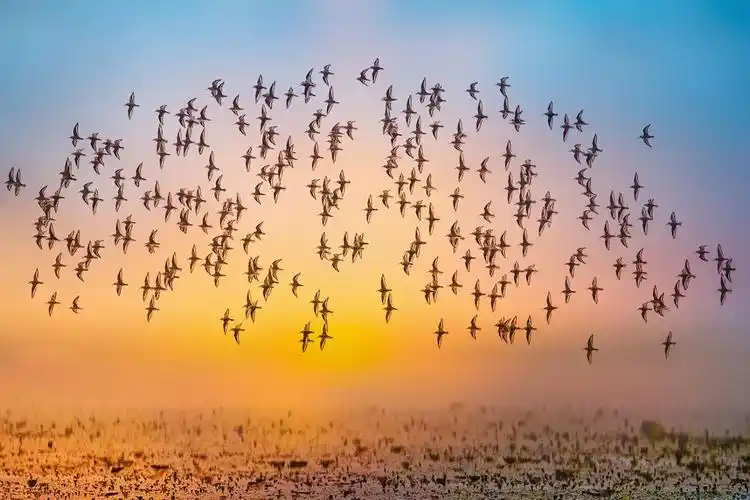"鸟中国宝"常住,"江豚逐浪"折射江苏扬州生物多样性保护成果
