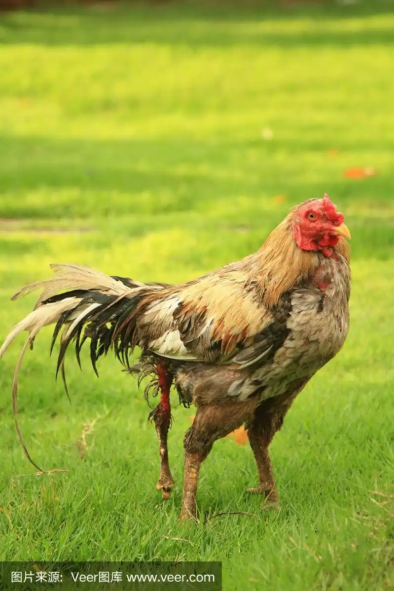 三条腿的母鸡在绿色的田野上