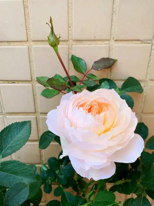 用图片记录我的月季①——斯蒂芬妮古城堡