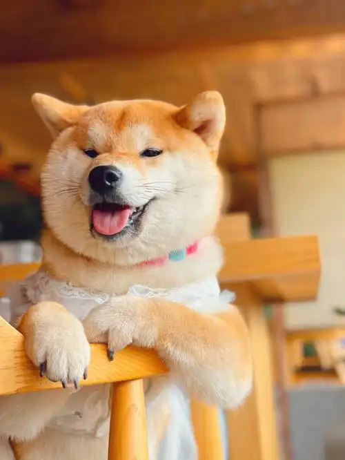 柴犬的治愈笑容感觉被萌翻了