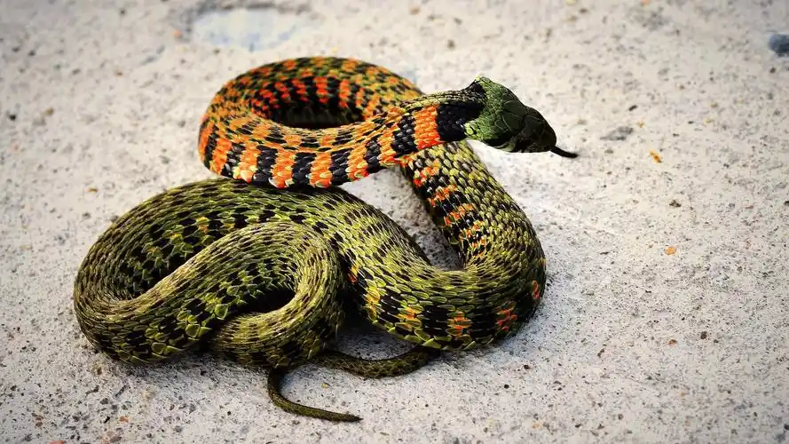 可怕冷血动物蛇,高清图片,电脑桌面-壁纸族