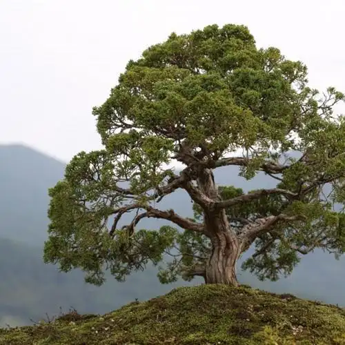 绿色有朝气最美的适合做头像的盆景图片
