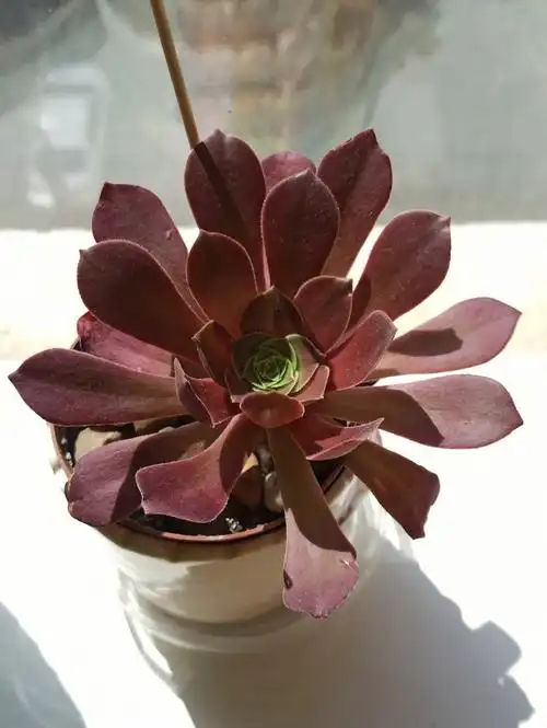 黑法师今天长这样