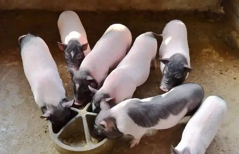 猪你太美!有了"泰香"和"泰甜",让动物进食欲罢不能!