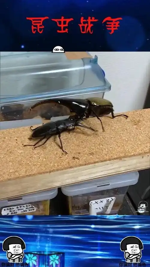 两只虫子打架真凶猛这个独角仙太帅了