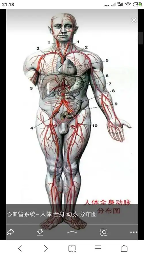 人体大动脉在哪里,谢谢你们