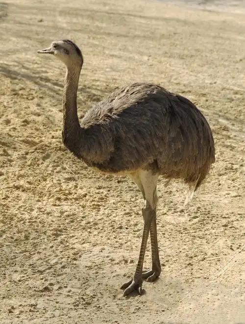 绥中鸵鸟种苗价格哪里可以买到成年鸵鸟2022已更新今日动态