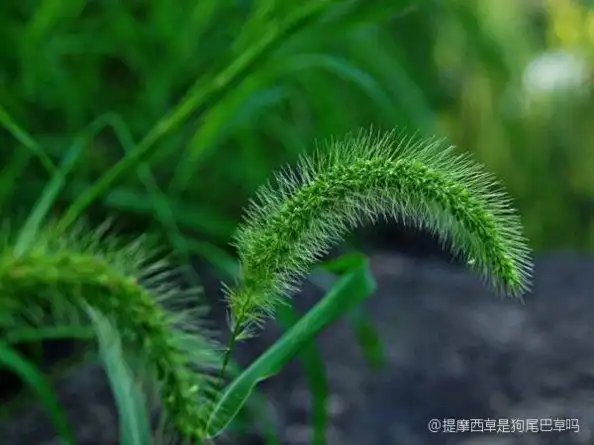 提摩西草是狗尾巴草吗
