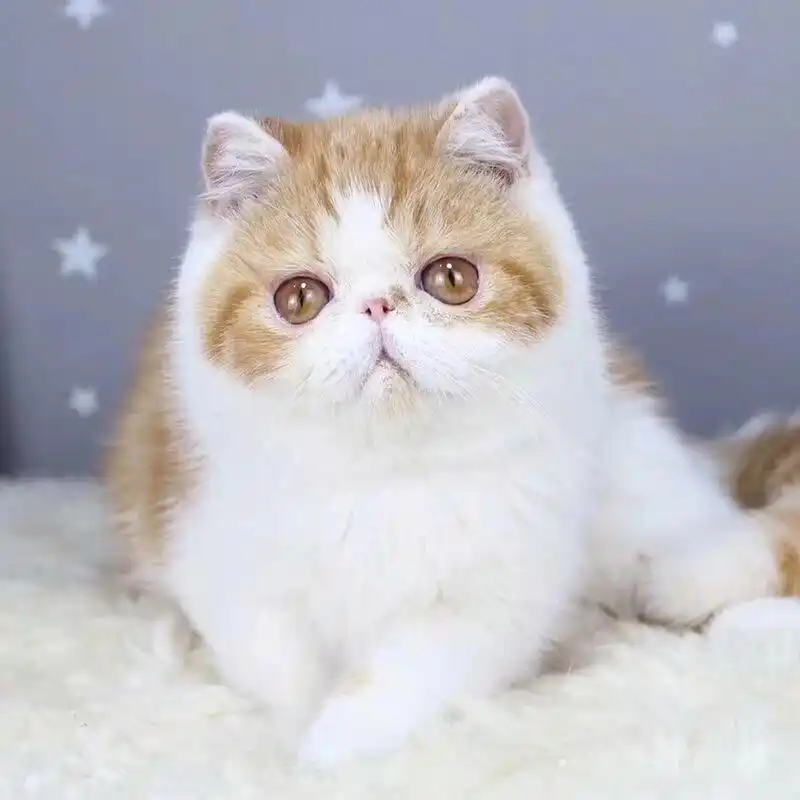 加菲猫的优缺点 加菲猫的优点: 1,比较安静 加菲猫性格比较温顺安静