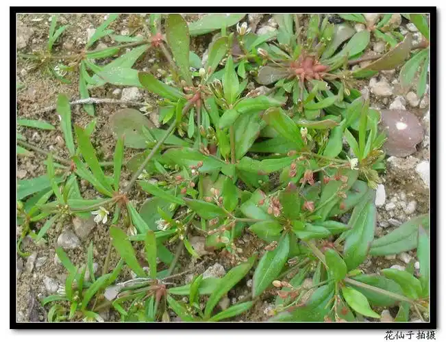 粟米草的形态特征