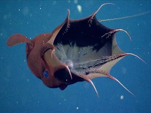 摄影师拍吸血鬼乌贼