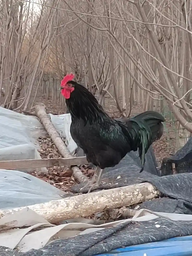 出售黑公鸡 50只 平均6 8斤寿光 城里 和古城 2只起送 - 抖音