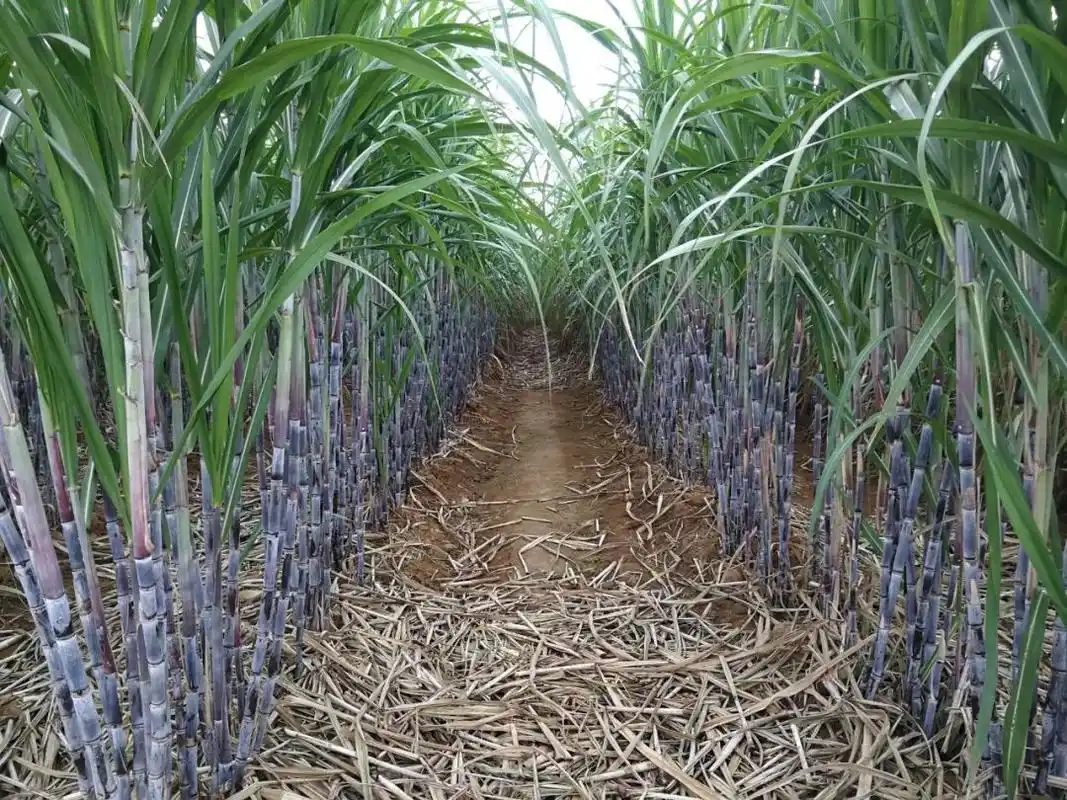 农业科普:桂糖49号(桂糖07-994)