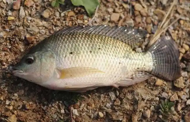 淡水鱼养殖品种图片大全3