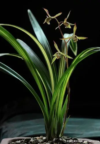 墨兰爪艺开花-墨兰篇-中国兰花交易网社区