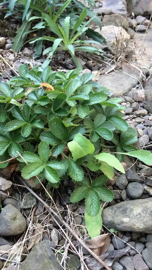 我和秋天撞个满怀#辨花识草:蛇含委陵菜.