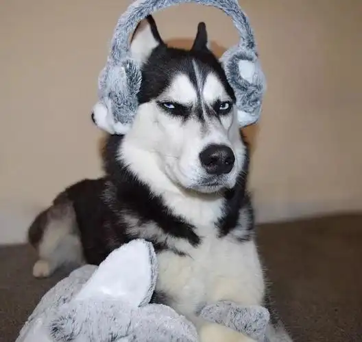 一个眼神就让你腿软的哈士奇