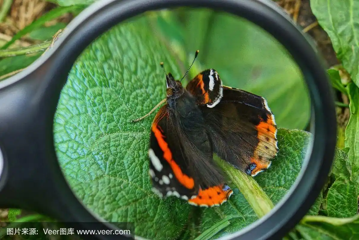 黑色放大镜把绿叶上的蝴蝶放大