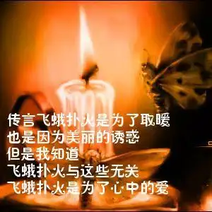 飞蛾扑火歌词(飞蛾扑火歌词是什么歌)