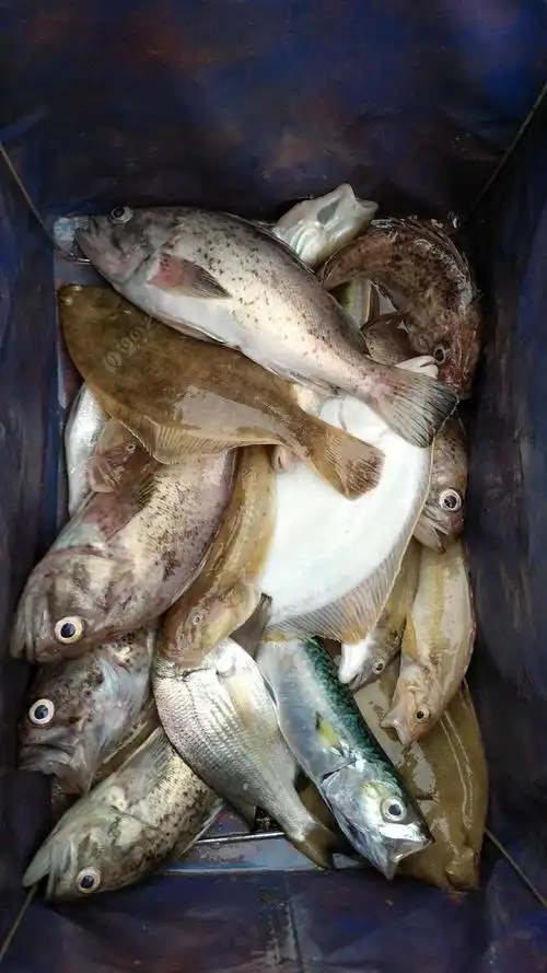 休假没事试试海钓