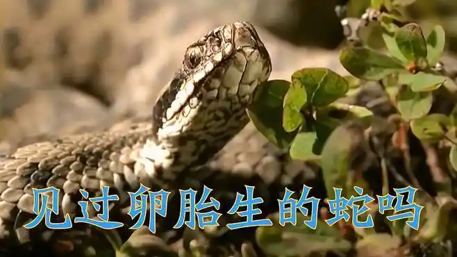 难道一见,见过卵胎生的蛇吗,并且刚出生就可以捕猎