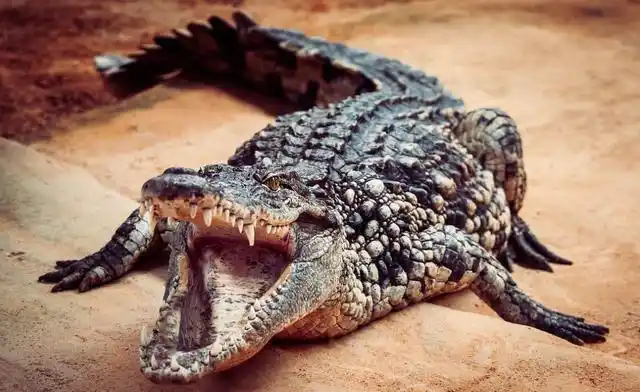 非洲最大的鳄鱼尼罗鳄寿命为70100岁