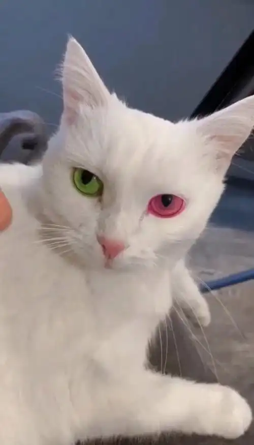天生异瞳的小猫咪,看着它的眼睛,会让人沉迷其中