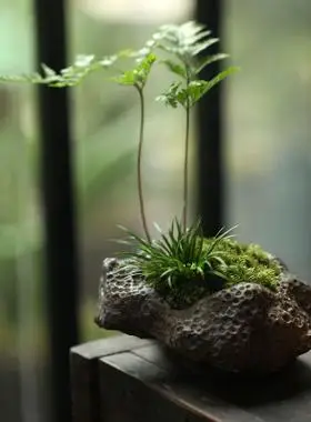 【浮生时光】微景观植物苔藓 文竹书房茶室山水摆件 盆栽礼品