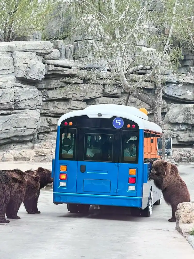 三岁半小朋友打卡北京野生动物园.门票:成人145 学生85  - 抖音