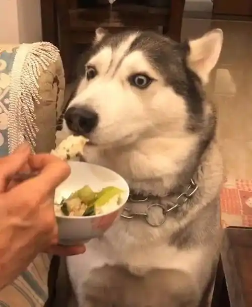 看狗狗的表情时,好像是挺惊呆的,看来也不是特别想吃,但是当勺子喂上