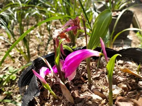 江西九岭山国家级自然保护区独蒜兰