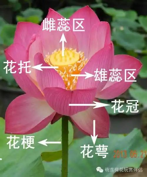 碗莲荷花的定向授粉技术