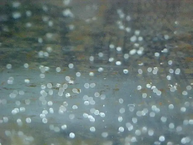 金鱼的蛋是什么样子的