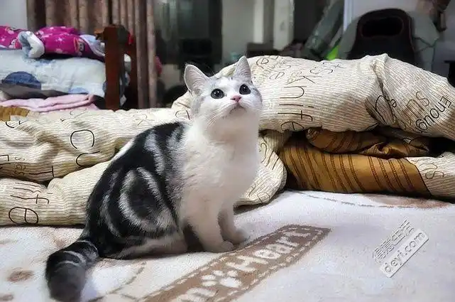 美短加白☆起司猫☆超美☆ 美图欣赏☆酷虎出品 - 宠物花草 - 得意生