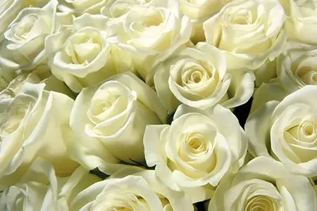 而白色的玫瑰花就有其中的意思.