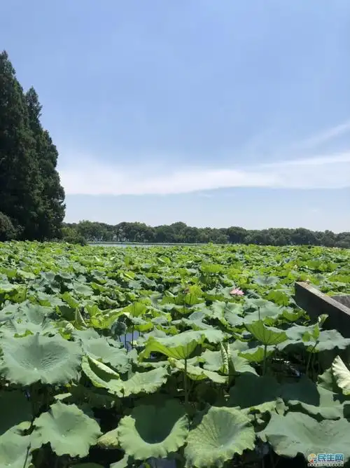 打卡杭州西湖 - 民生茶座 - 芜湖民生网 - 芜湖人喜爱的社区门户