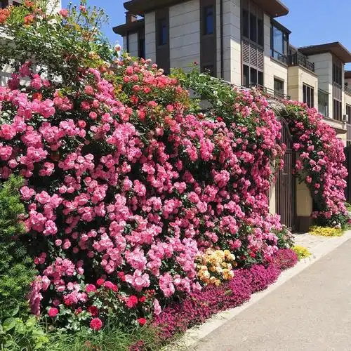 又精致又漂亮,这样的月季花园,应该是绝大多数养花人的梦想吧!