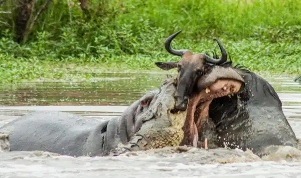 鳄鱼和水牛的生死战河马非要横叉一脚鳄鱼河马以二对一险胜