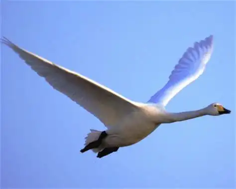 鸿鹄群游的拼音鸿鹄群游2022已更新今日热点