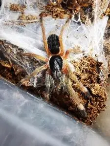 5cm千里达橄榄金种宠物蜘蛛,温顺地栖蜘蛛,新tb152785841180.